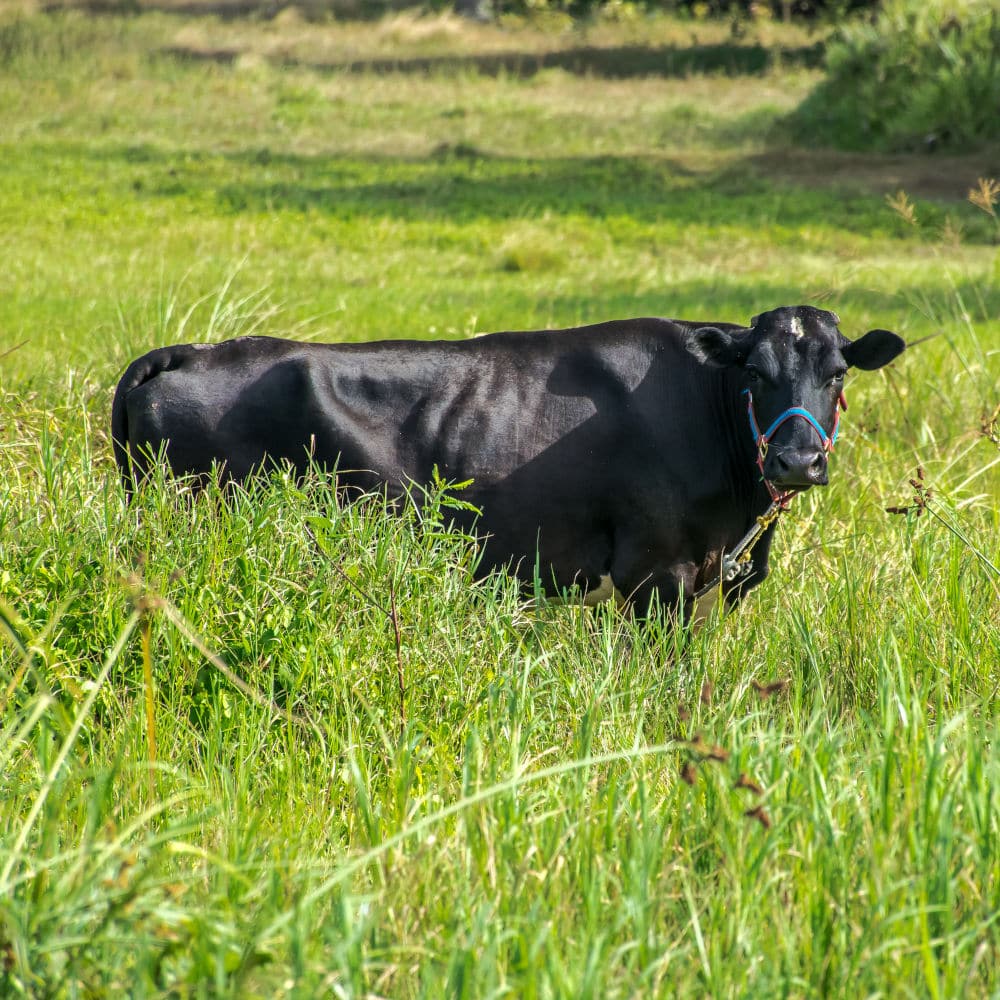 Black Cow in Puerto Rico